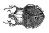 Cartoon: beetle (small) by Battlestar tagged insects,insekten,käfer,bug,beetle,illustration,bw