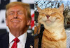 Cartoon: Trump Cat (small) by chriso tagged trump,cat,katze,cartoon,funpic