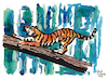 Cartoon: Tiger (small) by Pascal Kirchmair tagged predator,raubkatze,predateur,felin,felino,fauve,predador,predatore,tiger,tigre,big,cat,cats,katzen,gatos,gatti,chats,illustration,ink,drawing,zeichnung,pascal,kirchmair,cartoon,caricature,karikatur,ilustracion,dibujo,desenho,ilustracao,illustrazione,illustratie,dessin,de,presse,tekening,teckning,cartum,vineta,comica,vignetta,caricatura,tusche,tuschezeichnung,portrait,retrato,porträt,ritratto,art,arte,kunst,artwork,encre,chine,tinta,china,inchiostro,nanquim,watercolor,watercolour,aquarell,aquarelle,acuarela,aquarela,aguarela