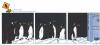 Cartoon: POLE Strip No.9 (small) by Penguin_guy tagged pinguine,restroom,toilette,toilet
