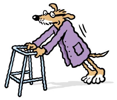 Cartoon: Old dog with zimmer frame (medium) by Ellis Nadler tagged old,dog,zimmer,frame,walk,frail,glasses,tail,animal,pensioner,geriatric,nadler
