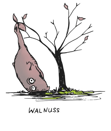 Cartoon: Die einsame Walnuss (medium) by timfuzius tagged herbst,baum,wal,nuss,walnuss