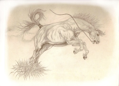 Cartoon: Horse (medium) by Mirka tagged horse,animal,beauty