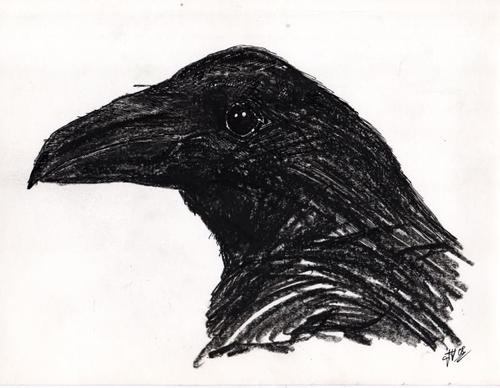 Cartoon: Ravenhead 2 (medium) by Maninblack tagged raven,bird,black