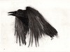 Cartoon: flying raven (small) by Maninblack tagged raven,bird,black