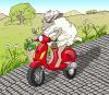 Cartoon: Born to be Wild (small) by Lemmy Danger tagged sheep vespa italy