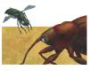 Cartoon: mordfliege (small) by Lissy tagged illustration animals insekt mordfliege käfer natur angriff