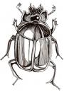 Cartoon: Bug (small) by Monica Rizzolli tagged bug nature
