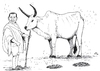 Cartoon: B e la Vacca (small) by paolo lombardi tagged italy,politics,satire,berlusconi