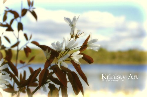 Cartoon: A familiar lake! (medium) by Krinisty tagged flowers,lake,scenic,beauty,krinisty,art,photography,sky