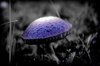 Cartoon: Toxix Mushroom (small) by Krinisty tagged mushroom,toxic,nature,black,and,white,blue,purple,scenic,collection,art,photography,krinisty,plants,trees,fungus