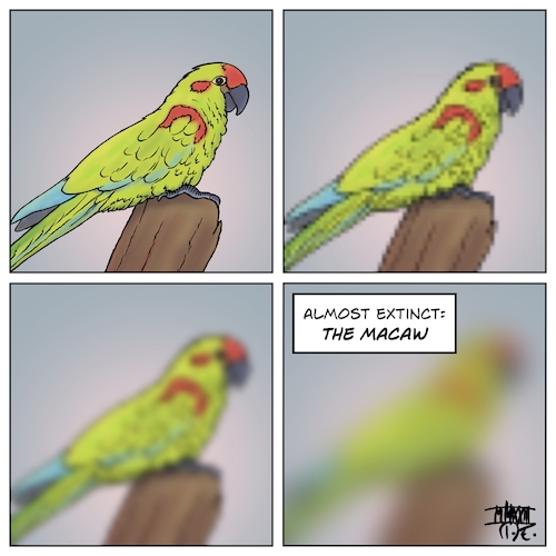Macaw almost extinct