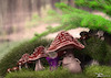Cartoon: Mushroom likes coffee (small) by Rüsselhase tagged mushroom,wood,rain,coffee,mud