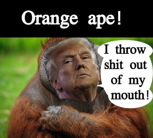 Cartoon: Orange ape! (medium) by Schimmelpelz-pilz tagged meme,donald,trump,ape,monkey,orang,utan,orange,shit,crap,talking,insulting,bad,mouth,president,tyrant,dictator,conservative,right,winged,nazi,usa,united,states,of,america