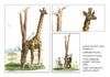 Cartoon: Wissensdurst (small) by Jori Niggemeyer tagged natur,natürlich,giraffe,mensch,tier,karikatur,niggemeyer,joricartoon,cartoon