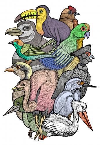 Cartoon: The eleven birds (medium) by javierhammad tagged birds,nature,ecology,enviroment,natural,illustration,illustrationen,vogel,vögel,tier,tiere,zoo,natur,umwelt