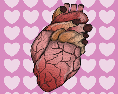 Cartoon: The Real Heart (medium) by javierhammad tagged valentine,day,heart,love,illustration,illustrationen,herz,organ,liebe