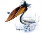 Cartoon: pelican (small) by omer cam tagged pelican