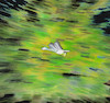 Cartoon: dragonfly art (small) by ab tagged dragonfly,libelle,insekt,wasser