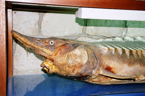 Cartoon: Superfish (medium) by Zlatko Iv tagged kunst,natura,culture,kult,love,collector,angeln,danke,klima,herz