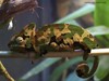 Cartoon: chameleon (small) by tanerbey tagged chameleon,camouflage,soldier