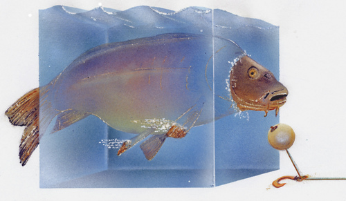 Cartoon: carp (medium) by HSB-Cartoon tagged carp,fish,illustration,fishing,boilie,airbrush