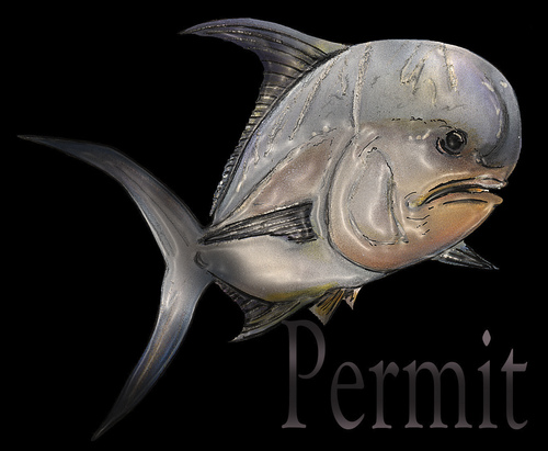 Cartoon: perrmit (medium) by HSB-Cartoon tagged permit,fish,sea,ocean,animal,caribian,water,exoticfish,angeln,fishing,hook,airbrush,illustration,airbrushdesign