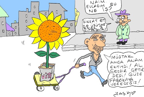 Cartoon: sunflower is very expensive (medium) by yasar kemal turan tagged sunflower,is,very,expensive