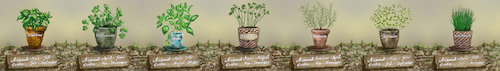 Cartoon: Herbs (medium) by alesza tagged herbs,digital,painting,plant,garden,nature,environment,ipad,procreate