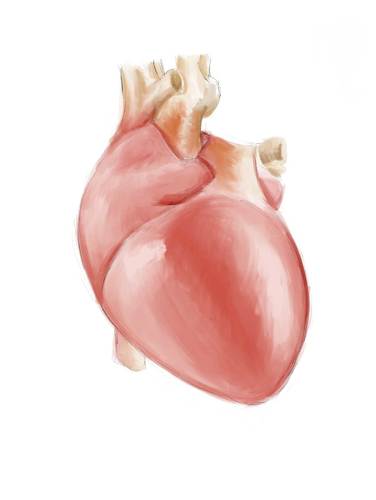Cartoon: Human Heart (medium) by alesza tagged human,body,organ,heart,muscle,health,anatomy