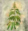 Cartoon: Hemp (small) by alesza tagged hemp legalize plant illustration procreate ipadart hanf