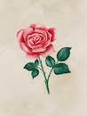 Cartoon: Rose (small) by alesza tagged rose flower romance valentine love petal blossom pink floral plant beauty nature
