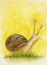 Cartoon: no title (small) by chakhirov tagged snail