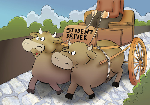Cartoon: Student Driver... (medium) by berk-olgun tagged student,driver