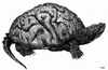 Cartoon: turtle (small) by zu tagged turtle,brain