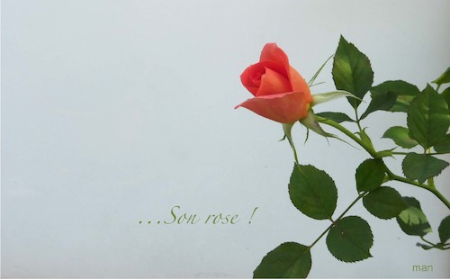 Cartoon: ...son rose (medium) by Enzo Maneglia Man tagged foto,fotografia,proverbio,rosa,tea,by,enzo,maneglia,man