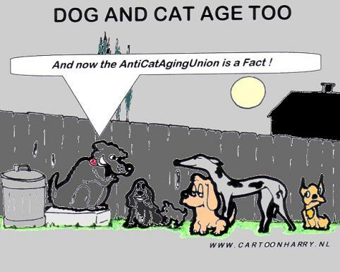Cartoon: Cats and Dogs (medium) by cartoonharry tagged cats,dogs,old,problem