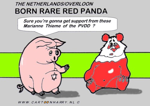 Cartoon: Rare Red Panda Born (medium) by cartoonharry tagged pig,pandabear,red,cartoonharry