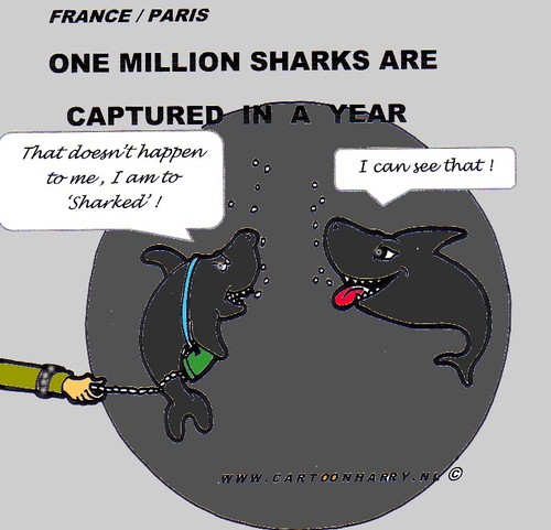 Cartoon: Very Sharked -SHARP (medium) by cartoonharry tagged shark,sharpe,killing,killed,cartoonharry