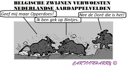 Cartoon: Zwijnerij (medium) by cartoonharry tagged zwijnen,brabant,aardappels