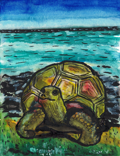 Galapagos-Riesenschildkröte Galapagos-Riesenschildkröte
