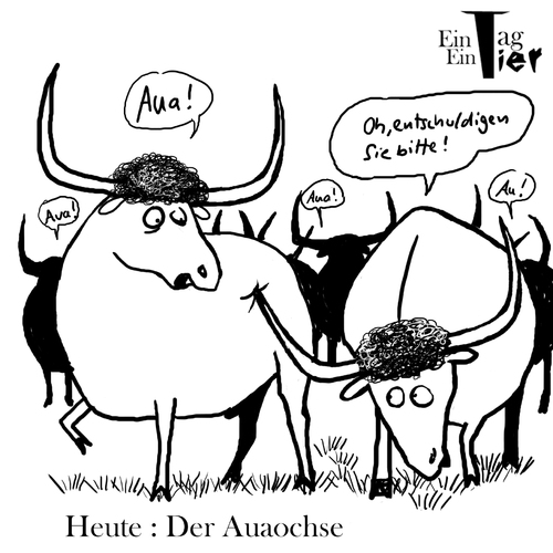 Cartoon: Der Auaochse (medium) by Mistviech tagged urochse,ausgestorben,aua,hörner,ochse,auerochse,natur,tiere