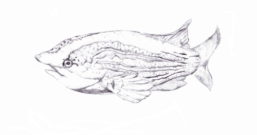 Cartoon: Fish Diagrama (medium) by Zachary tagged fish,nature,water,diagram