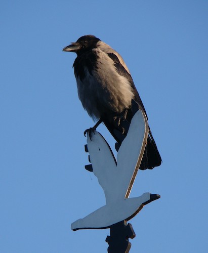 Cartoon: a crow in the plein-air (medium) by Kestutis tagged crow,kestutis,lithuania