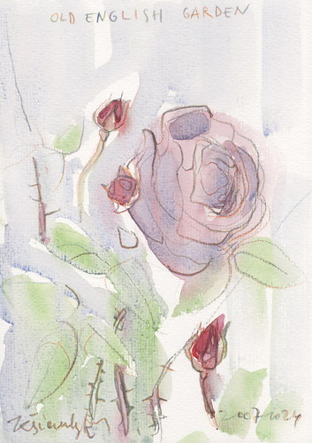 Cartoon: London. Rose (medium) by Kestutis tagged sketch,rose,london,park,garden,england,kestutis