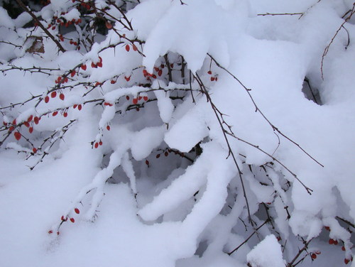 Cartoon: Task. Hide-and-seek. Winter face (medium) by Kestutis tagged winter,face,snow,photo,nature,kestutis,lithuania