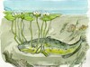 Cartoon: Mill Pond Catfish (small) by Kestutis tagged pond,mill,summer,fish,kestutis,lithuania