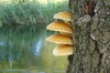 Cartoon: Mushroom ideas. Romanticism (small) by Kestutis tagged mushroom,ideas,romanticism,lithuania,kestutis,pilz,ideen,romantik,wald,natur,herbst,forest,nature,autumn