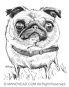 Cartoon: Pug (small) by manohead tagged caricatura,caricature,manohead