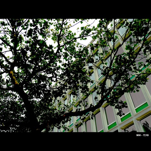 Cartoon: MH - Looking Up V (medium) by MoArt Rotterdam tagged tree,boom,leaves,gebladerte,lookingup,kijkomhoog,sky,lucht,groen,green